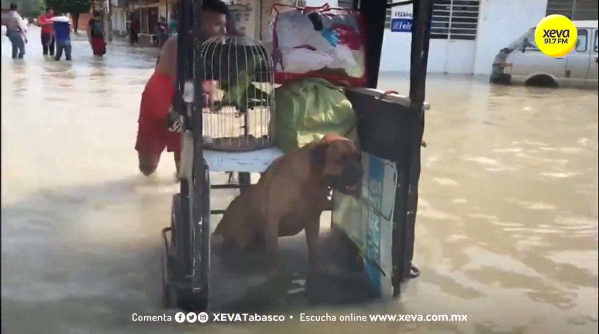 VIDEO: En un triciclo, joven rescata animales de las inundaciones en Tabasco 1 rapero fallecio tiroteo estacionamiento foto 1