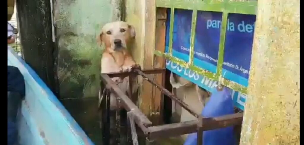 rescatan perro en Tabasco