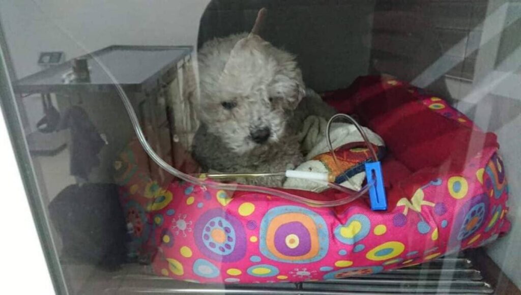 129553227 10224108186872511 625671784446121618 o 1