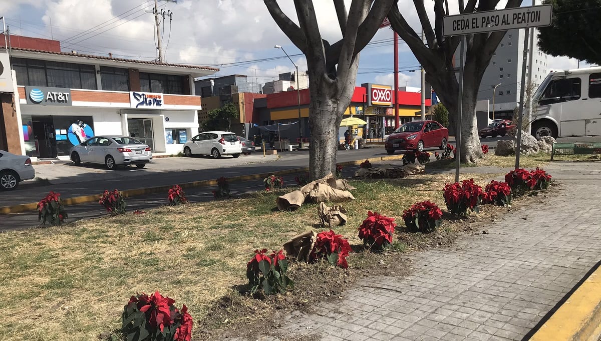 ¡Secas y destruidas! Así́ lucen las Nochebuenas que plantó el Ayuntamiento de Puebla en camellones 1 Nochebuenas