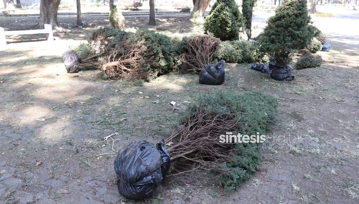 abandonan arboles de navidad cench