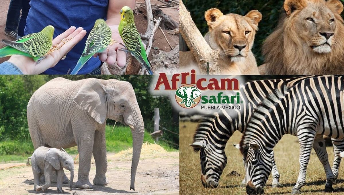 Nace Flamenco en Africam Safari 2 africam safari 1