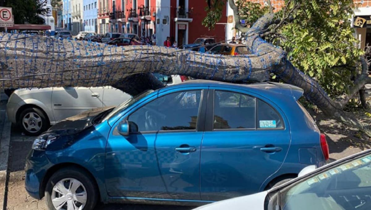 Árbol cae sobre un vehículo en el zócalo de Atlixco 1 arbol. 1 1
