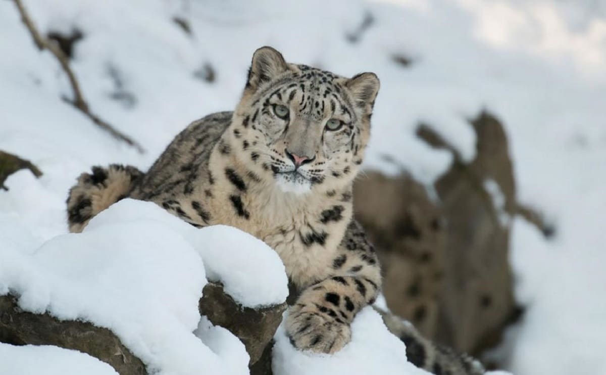 leopardo. 1