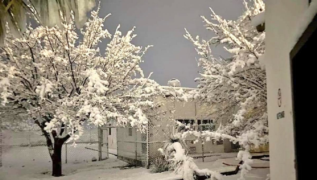 FOTOS: Chihuahua se pinta de blanco; reportan caída de nieve en 21 municipios 1 nieve
