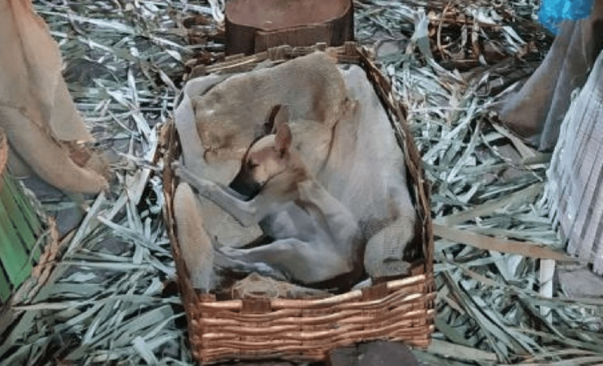 Perrito callejero duerme en nacimiento; se hace viral y lo adoptan 1 perrito 1