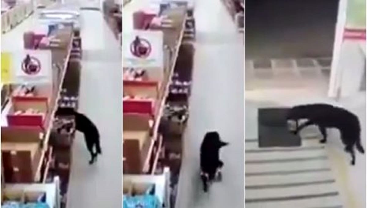 VIDEO: Perrito roba comida de una tienda y al salir sanitiza sus patitas 1 perro. 1