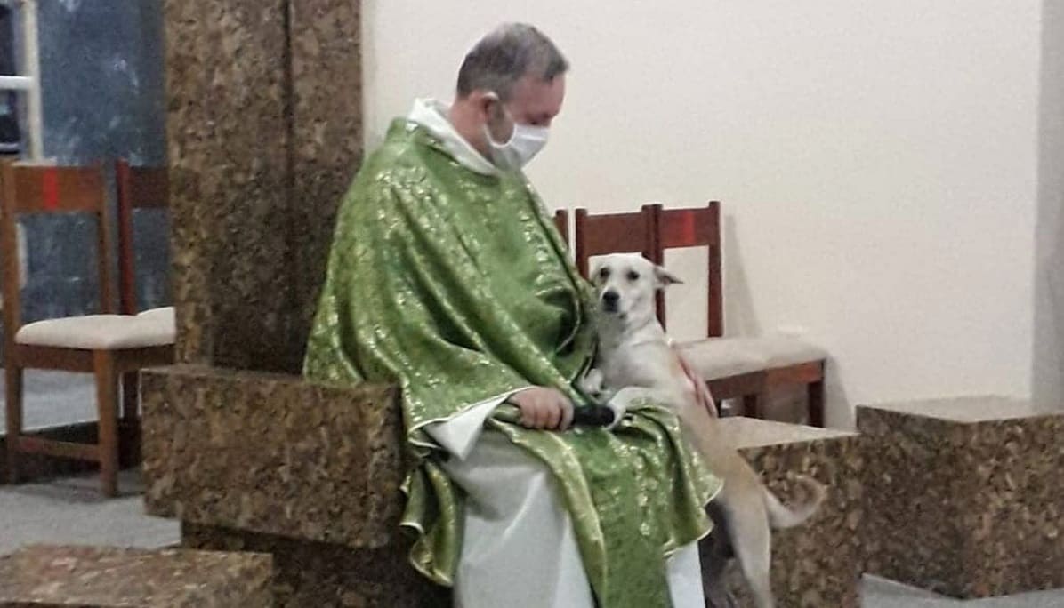 FOTOS: Sacerdote de Brasil rescata perros callejeros y los lleva a misa para que fieles los adopten 1 sacerdote 1