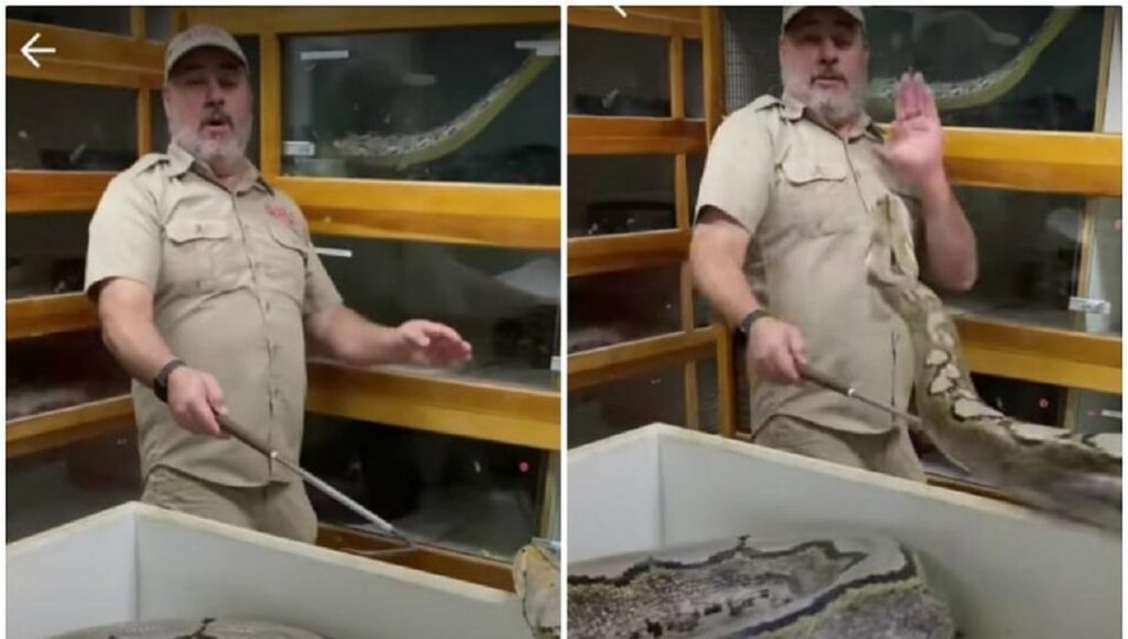 serpiente ataca a su cuidador 0 0 1200 747