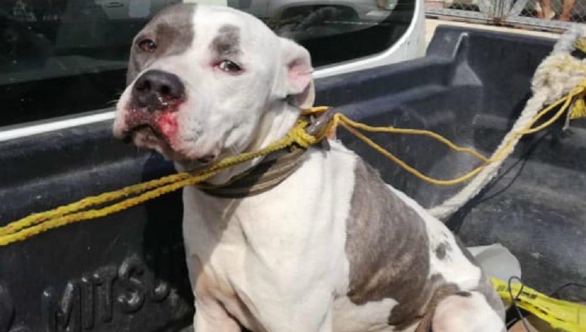 Pitbull muerde en el rostro a un niño de 5 años; policía le salva la vida 1 tn