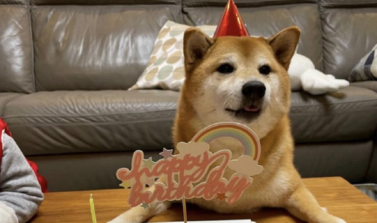¡Feliz cumpleaños "Cheems"! Así festejaron al perrito de los memes 1 Cheems 1