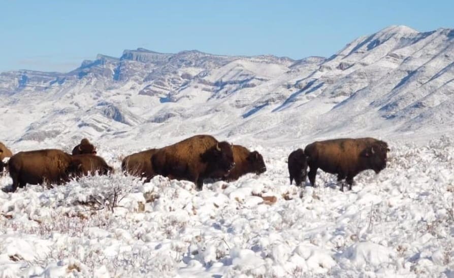 ¡Que belleza! Bisontes americanos regresan a Coahuila después de 100 años de ausencia 4 bisonte2