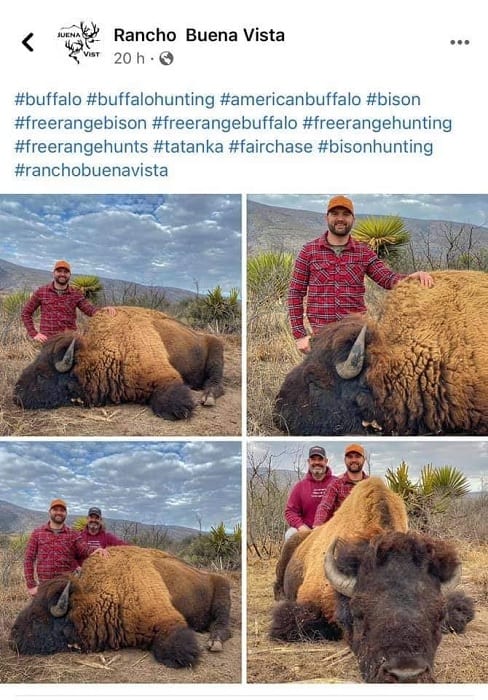 Indigna supuesta caza de un bisonte americano en Coahuila 3 bisontes americanos