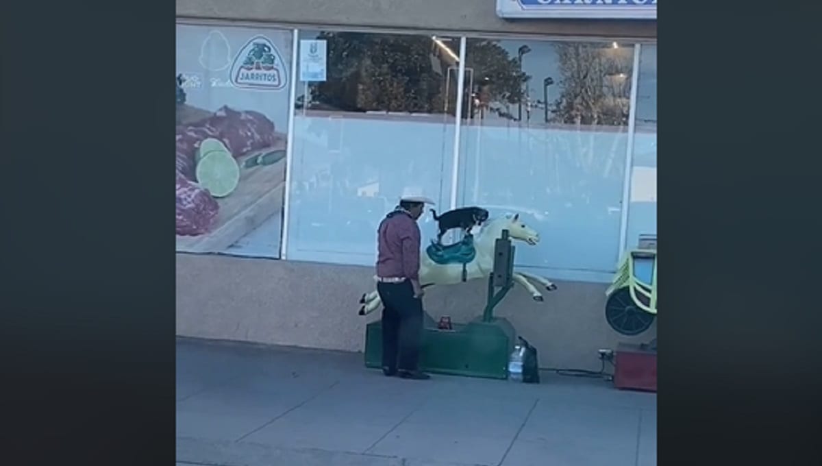 “La amo más que a mi vida”: la historia del VIDEO viral del hombre que subió a su perrita a un caballo mecánico 1 cannabis