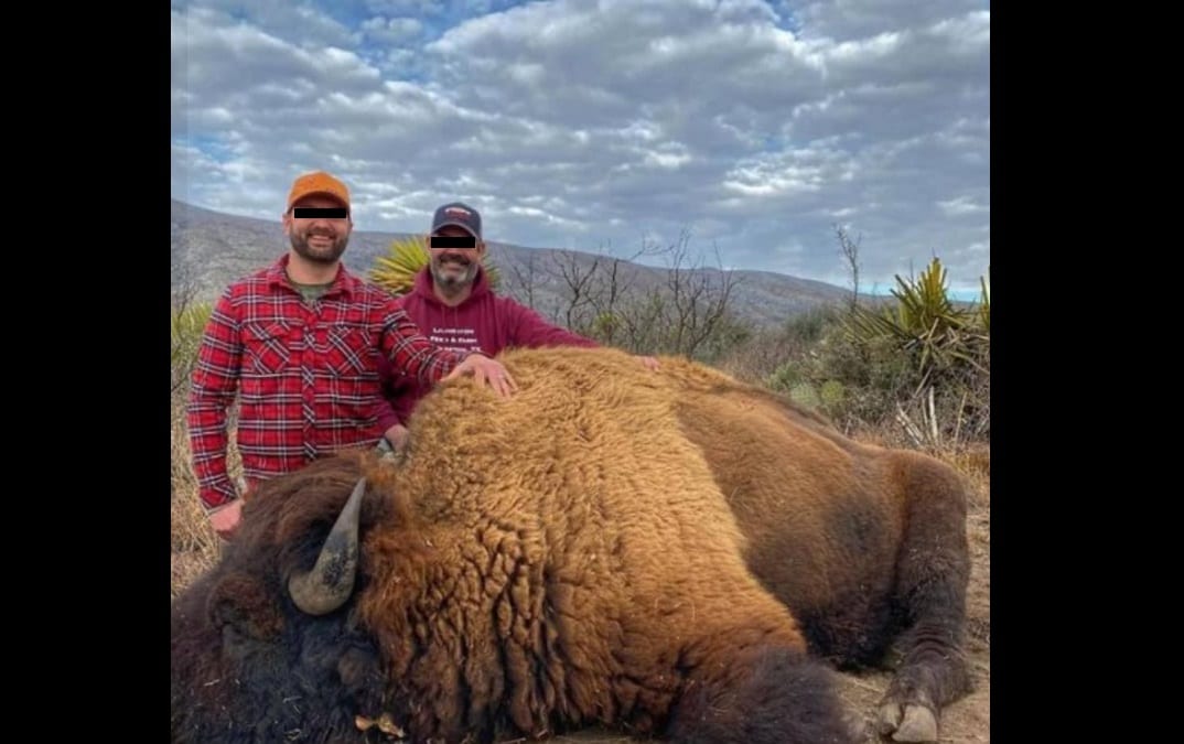 Cacería de bisontes en Coahuila es falsa, fue un montaje: CONANP 1 caza bisontes americanos