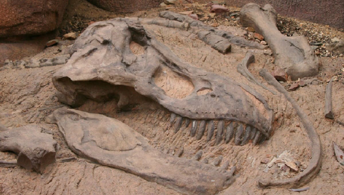 Hallan restos de dinosaurio en Argentina; podría ser el más grande de la historia 1 dinosaurio 1