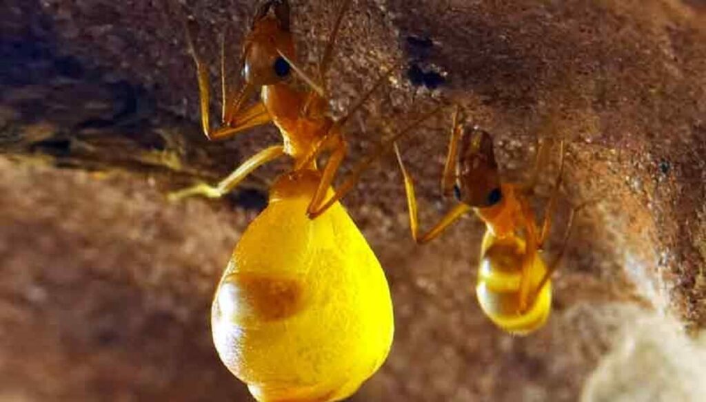 hormigas colgadas 1