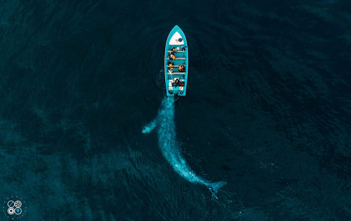 la empalagosa forbes 1