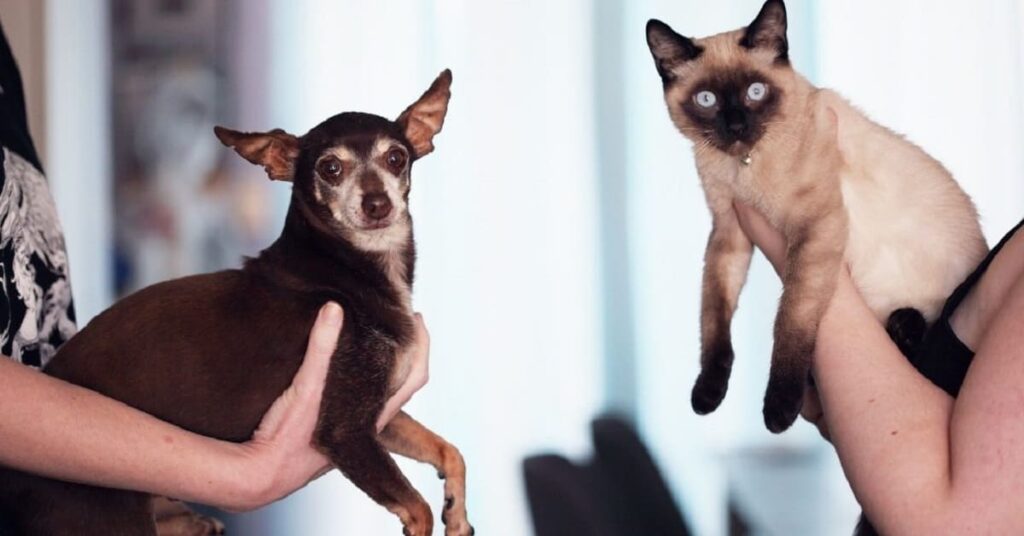 mascotas nombres mas populares por decada firstvet investigacion 1110x581 1