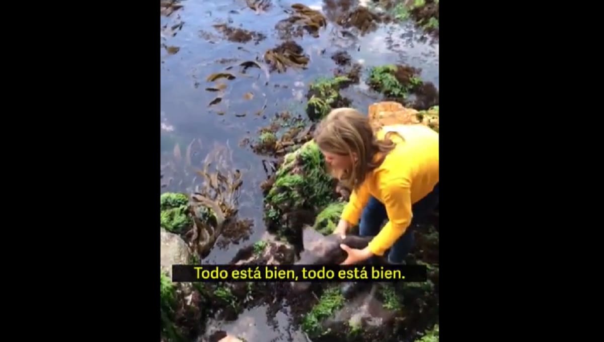 VIDEO VIRAL: Niña de 11 años rescata a un tiburón atrapado entre rocas en Australia 1 nina rescata a tiburon 1