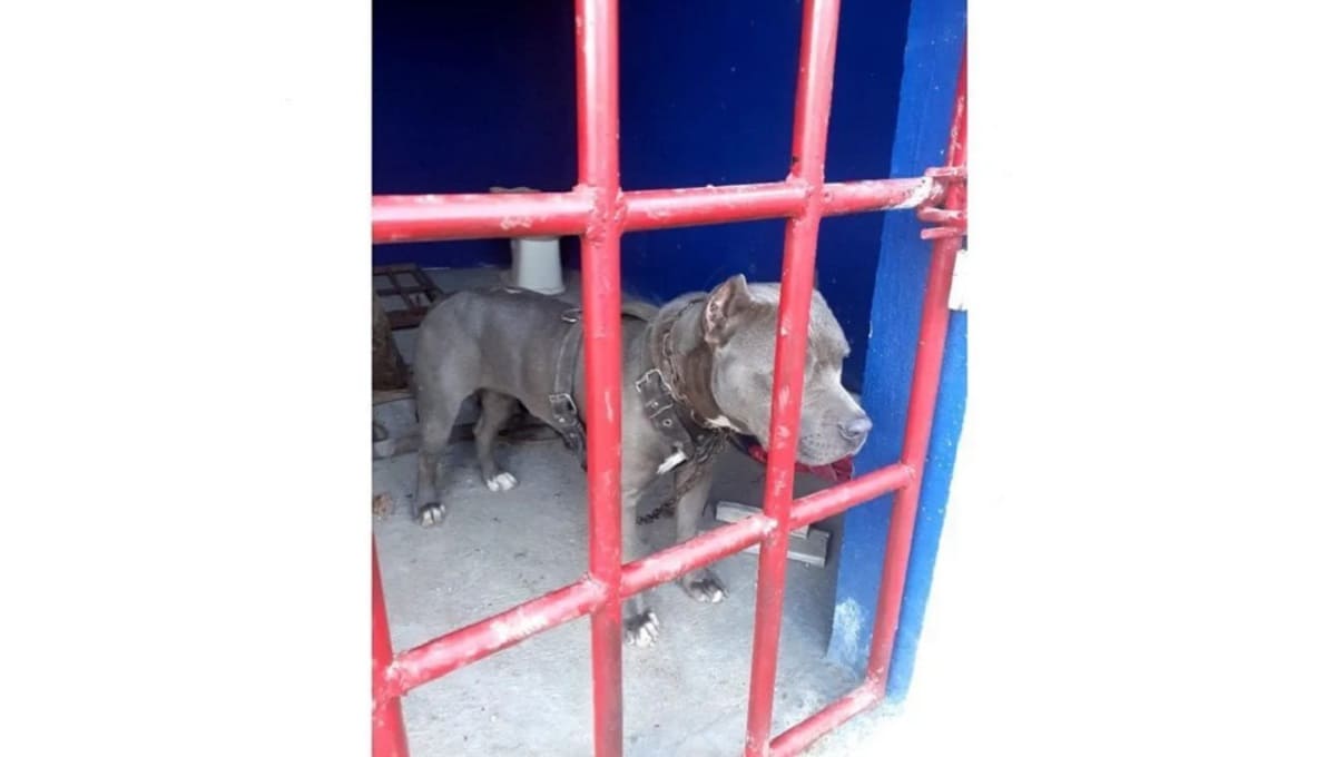 Perro es encarcelado por atacar a 3 personas en Chiapas 1 perro 1