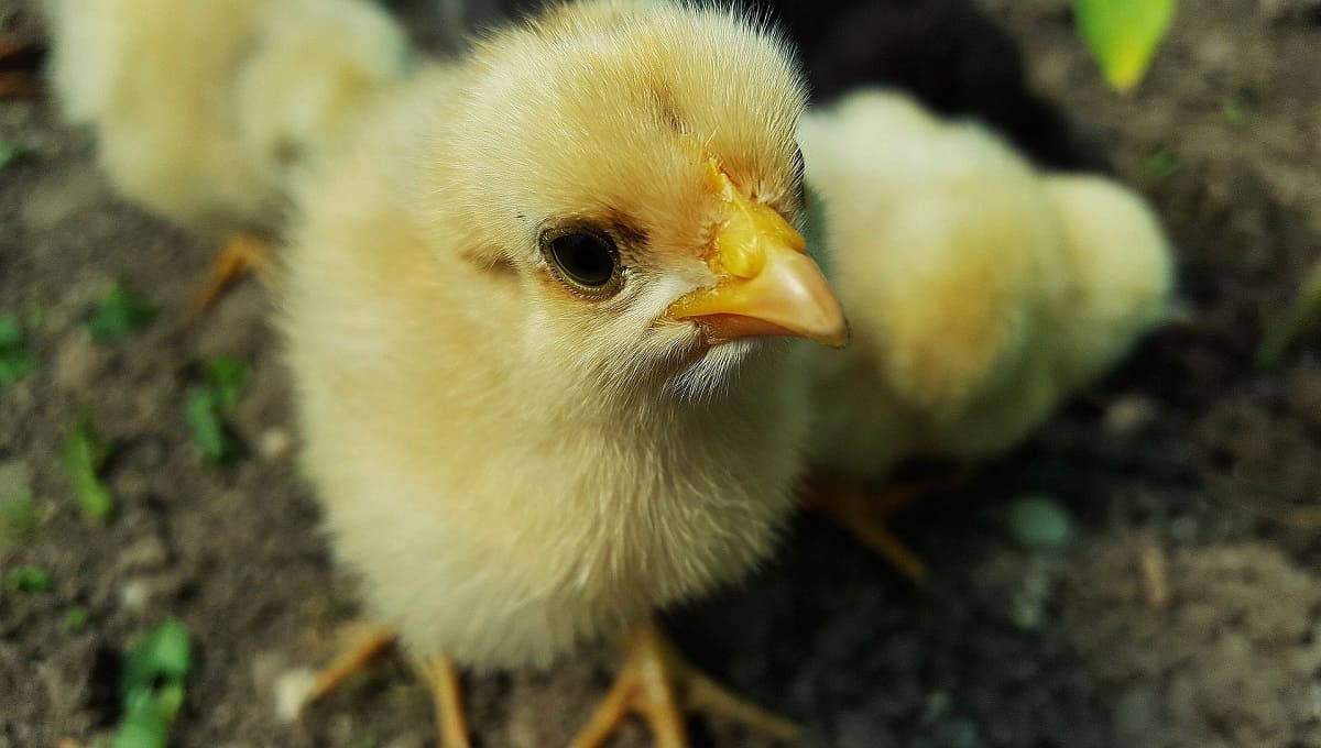 Alemania prohibirá la trituración de pollitos recién nacidos 1 pollito 1
