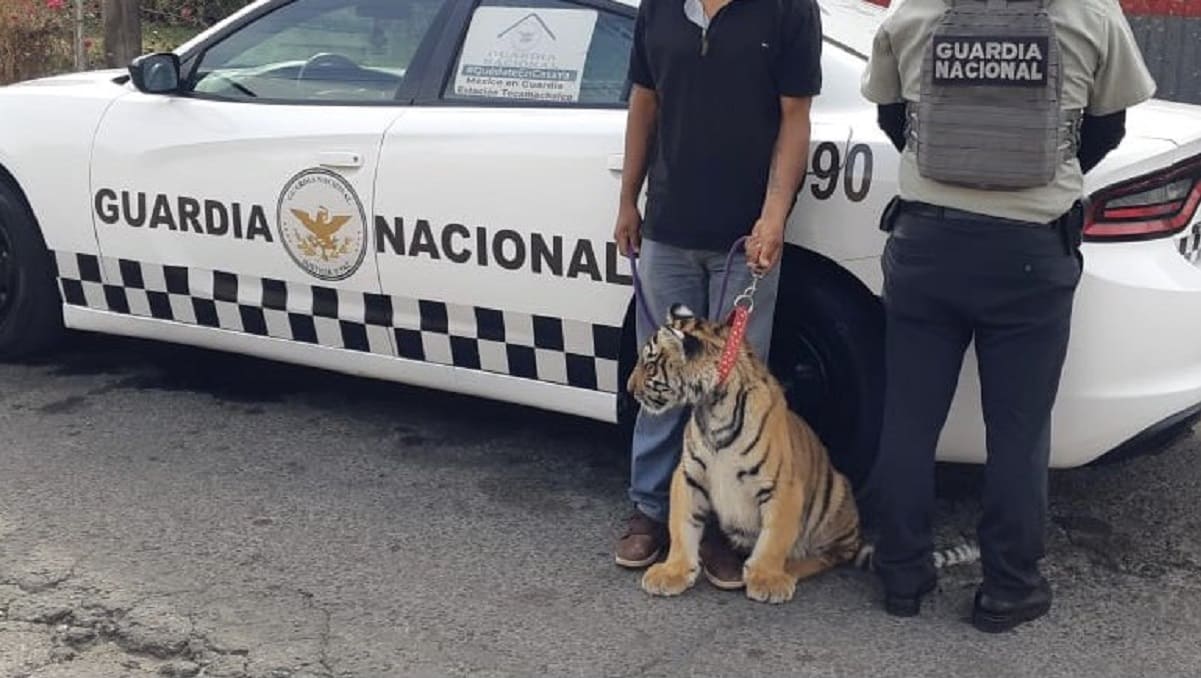 FOTOS: Rescatan al cachorro de tigre que paseaban en La Libertad y detienen a un sujeto 1 tigre 1