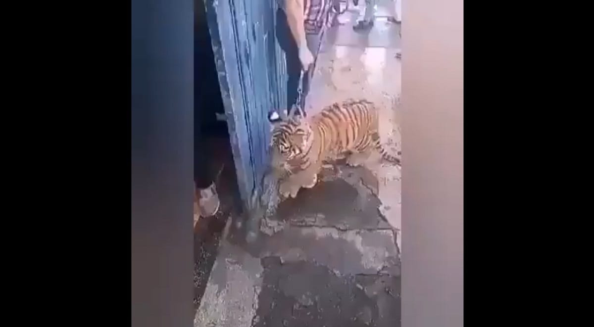 VIDEO: Vecinos de La Libertad presumen tigre de mascota; Barbosa ordena investigación 1 tigre