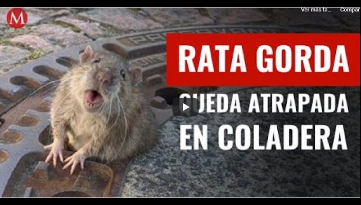 Por gorda, rata se atora en una coladera; bomberos la rescatan 1 Rata Gorda
