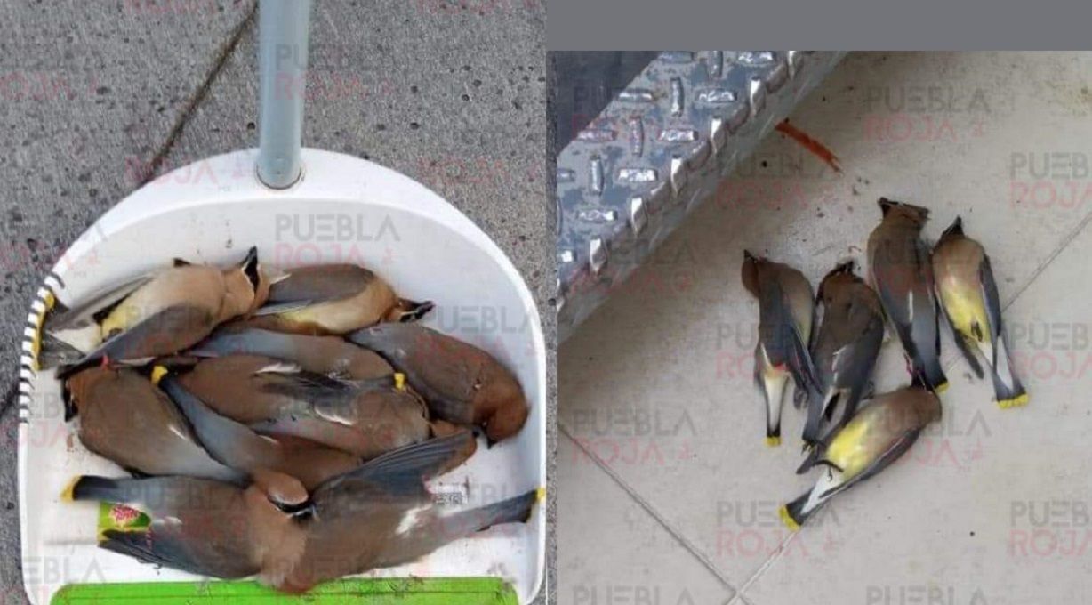 aves