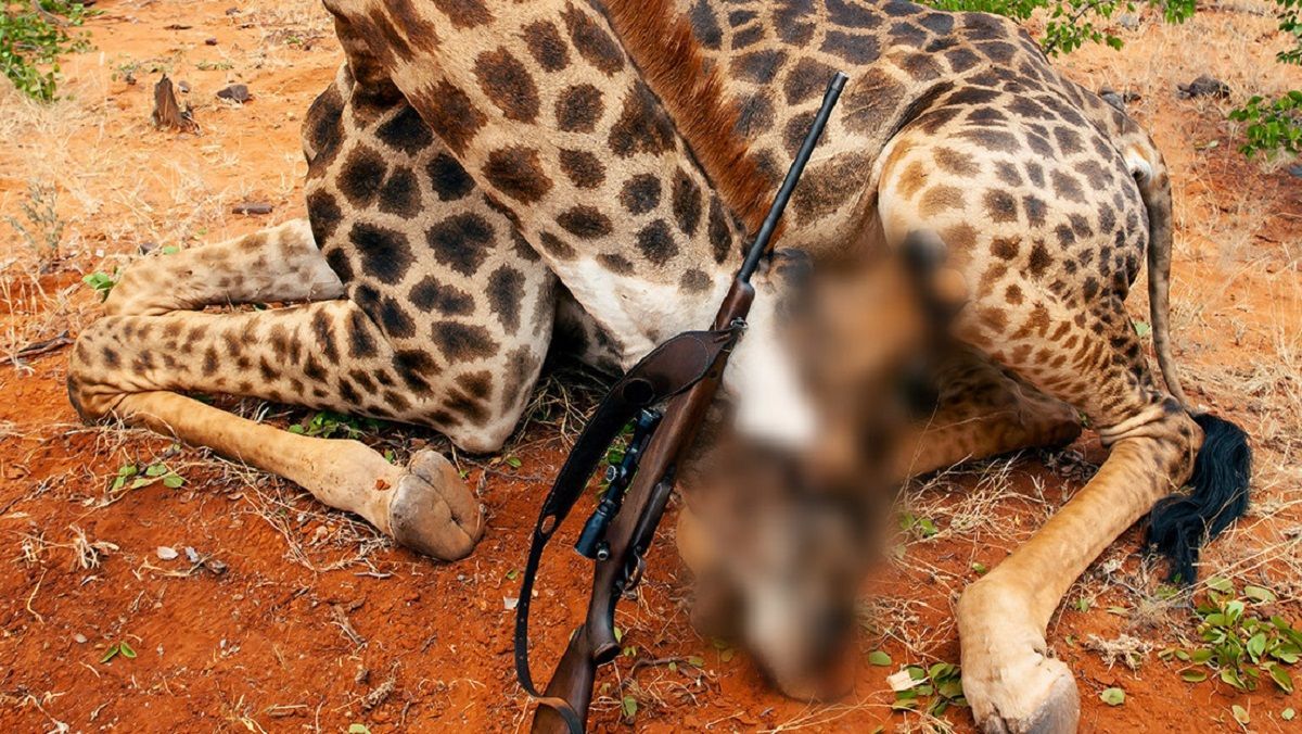 FOTOS: Mujer mata a una jirafa, le saca el corazón y posa con él en Facebook 2 jirafa