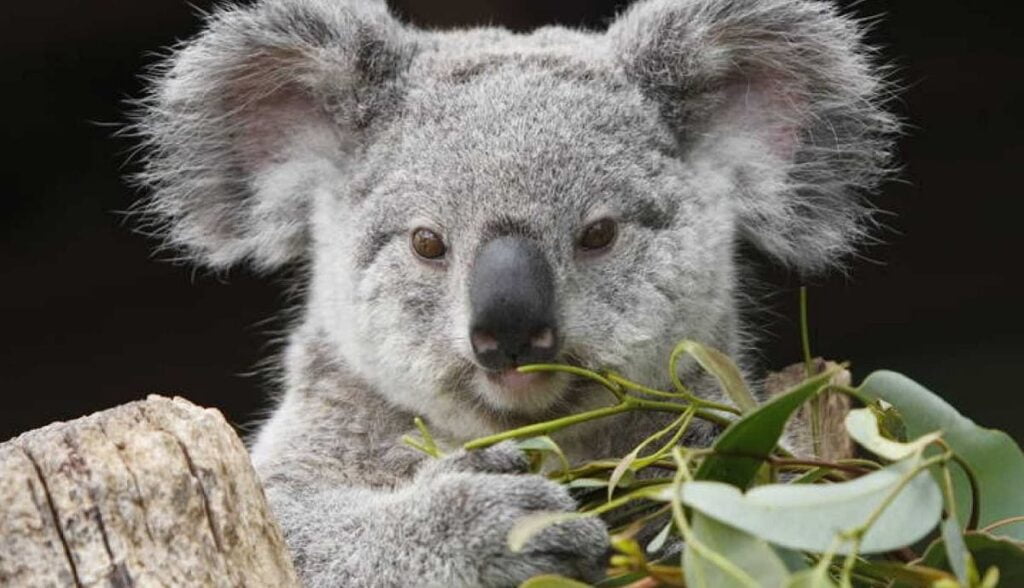 koala. 1