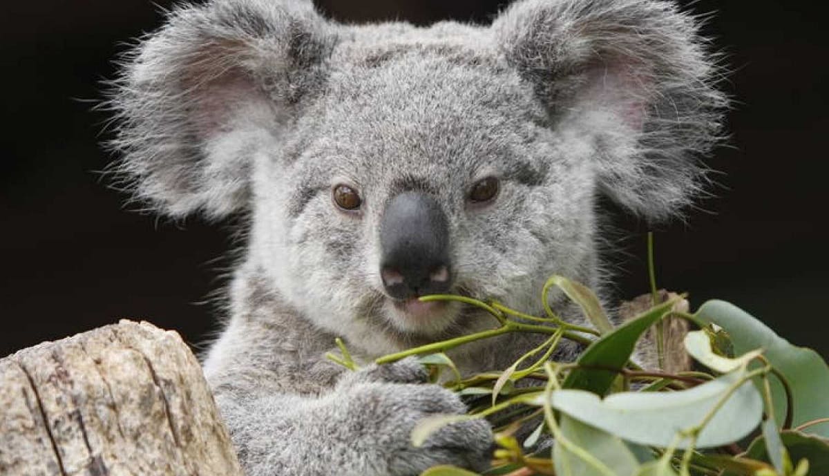 VIDEO: Koala provoca carambola en carretera de Australia y después le dan un "aventón" 2 koala. 1
