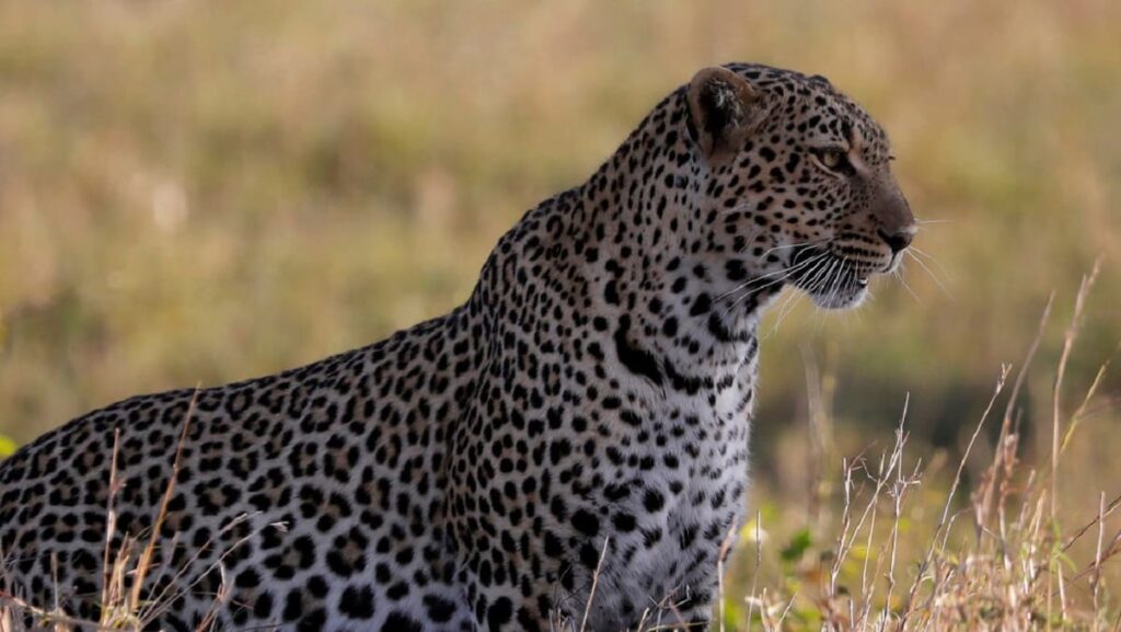 leopardo 1
