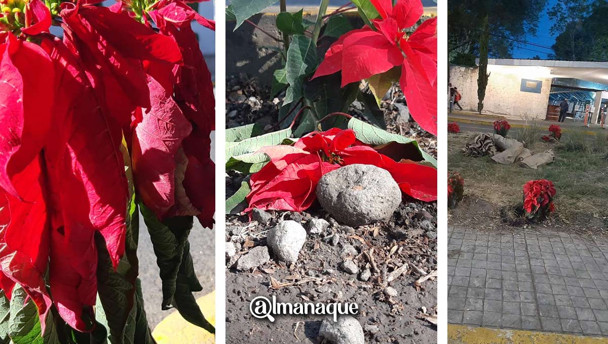 Ayuntamiento de Puebla gastó 1.7 millones de pesos en 25 mil nochebuenas en fin de año 3 nochebuena puebla navidad