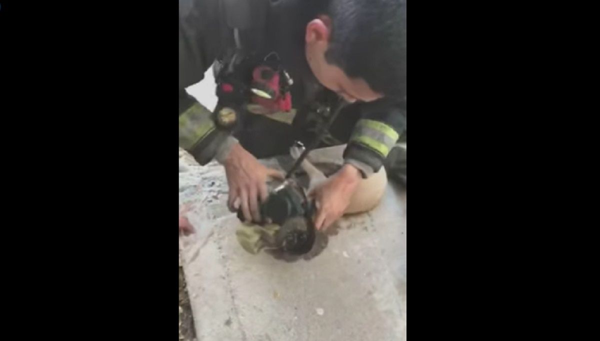 ¡Héroes! Bomberos de Culiacán reviven a un perrito que rescataron de un incendio (VIDEO) 2 paralisis facial de bell como evitarla porque sucede que es 1 1 780x470 2