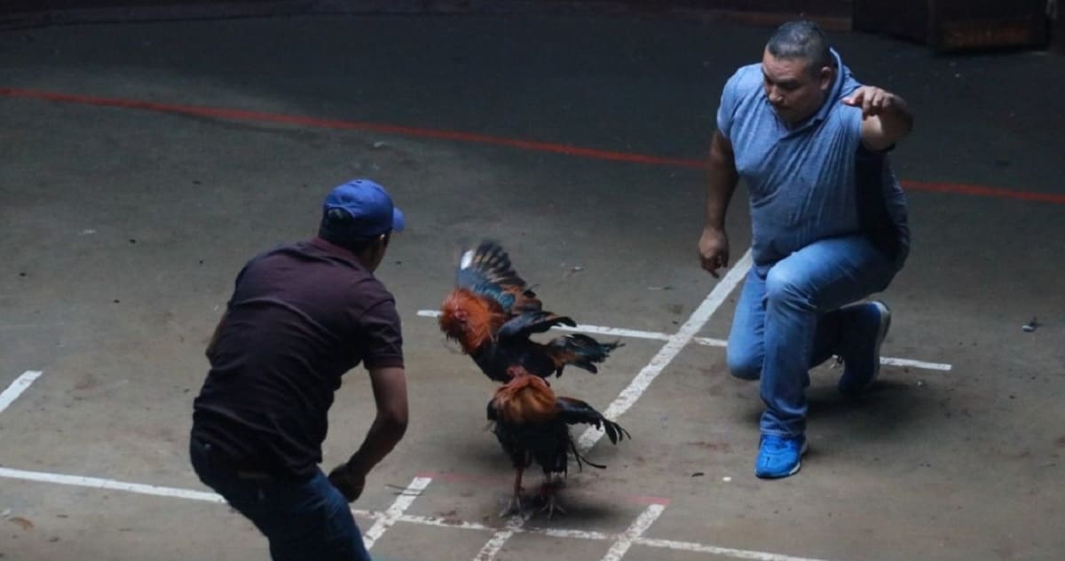 Un gallo que intentaba escapar mata a su dueño durante una pelea ilegal en India 2 pelea gallos 1