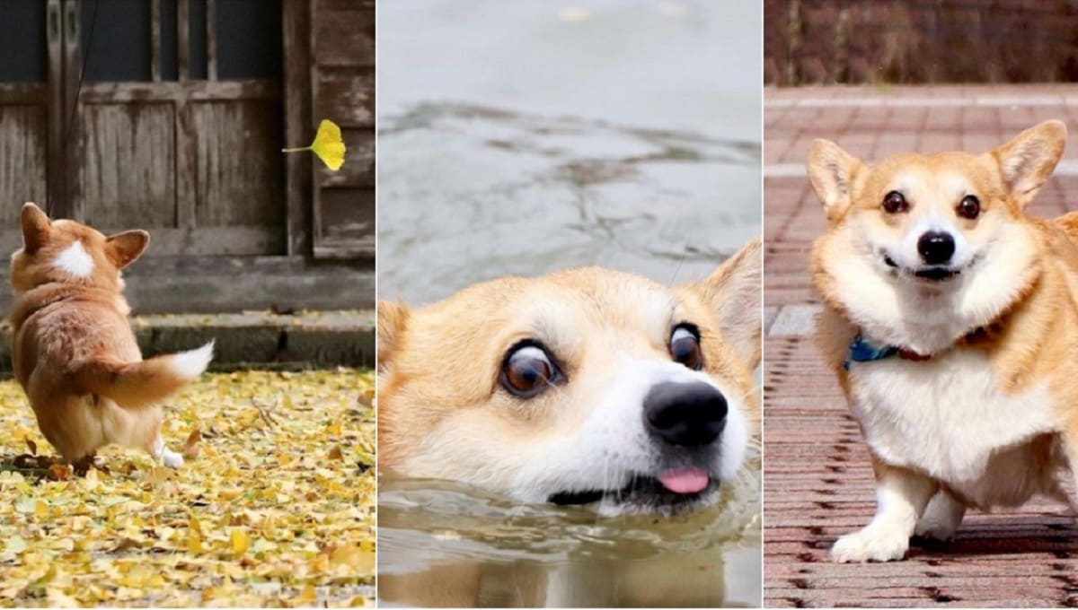 Muere Gen, el "lomito" famoso por sus divertidos memes 3 perro 1 1