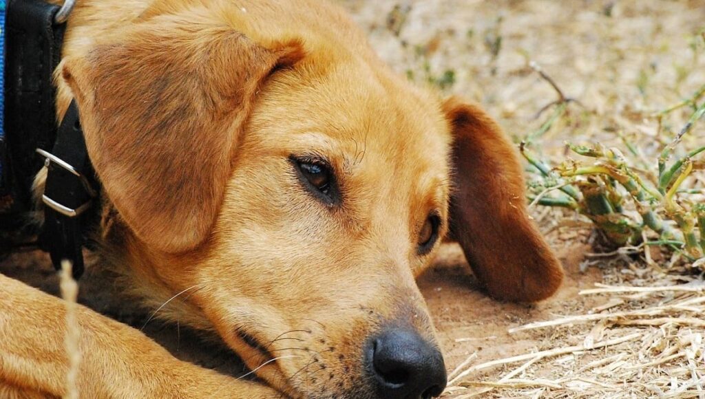perro 1