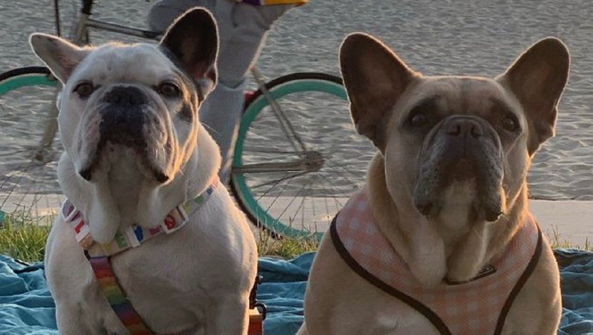 Lady Gaga recupera a sus dos perros robados; una mujer los entregó a la comisaría 2 perros gaga