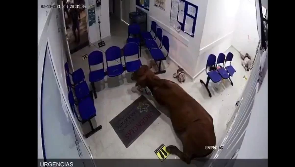 VIDEO: Vaca entra a la sala de urgencias de un hospital en Colombia y lesiona a una mujer 2 vacunas 3