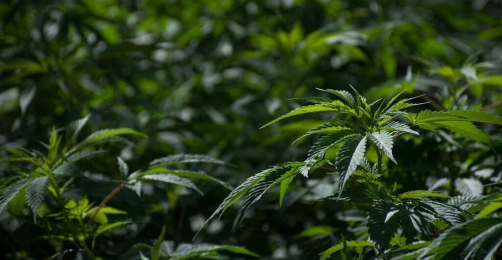 Nueva York legaliza la marihuana