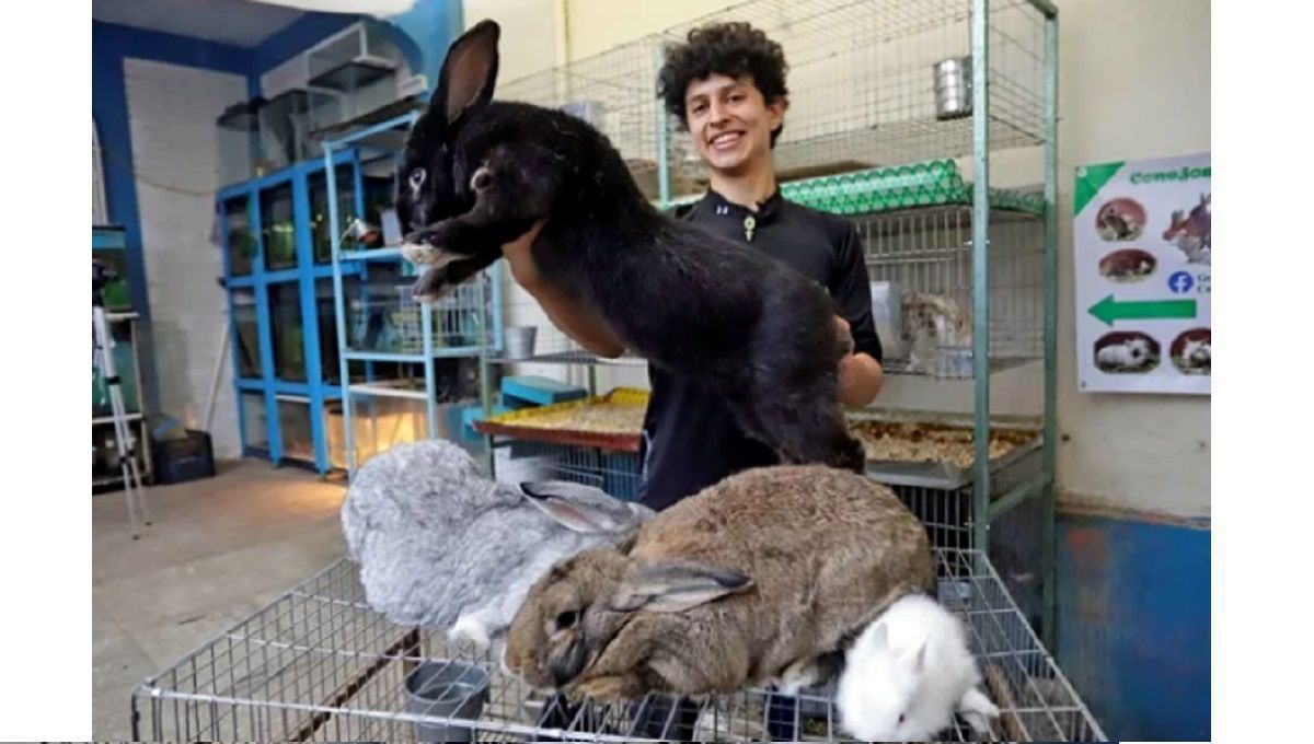 FOTOS: Estos son los conejos más grandes del mundo y los crían en Huauchinango 5 conejo3 1