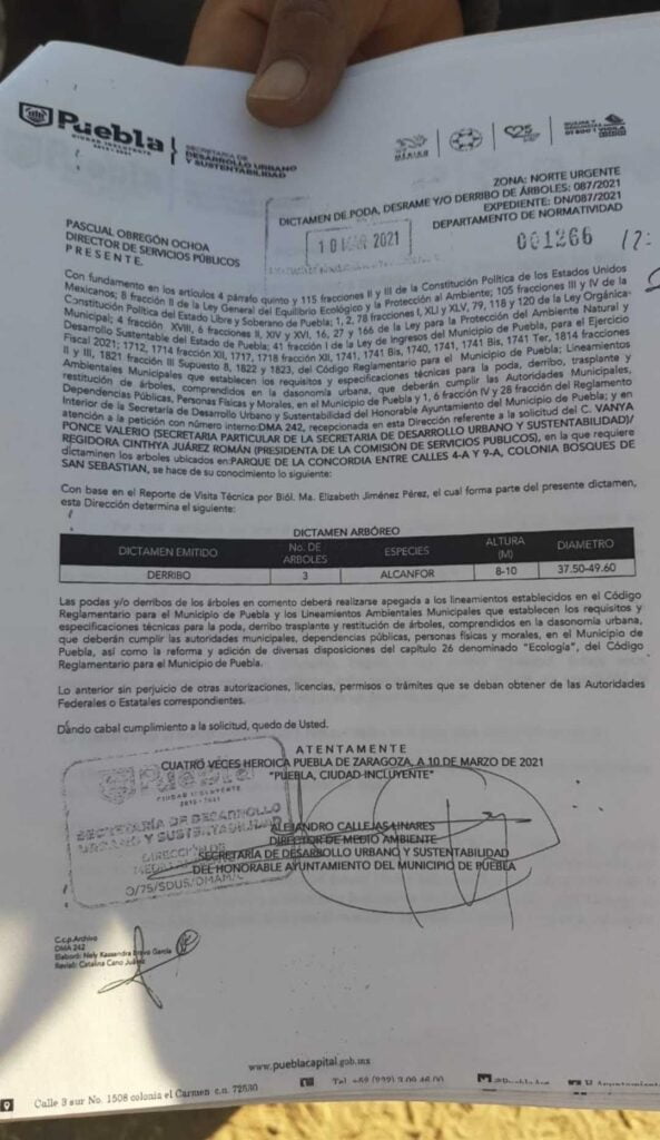 contrato arboles san sebastian