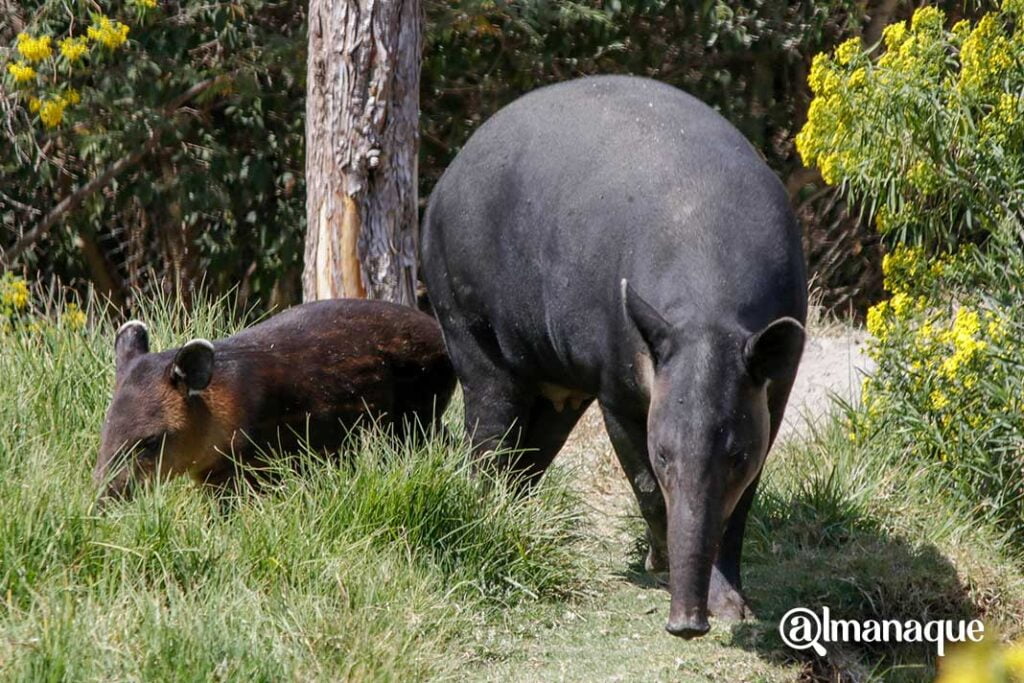 foto tapir 2