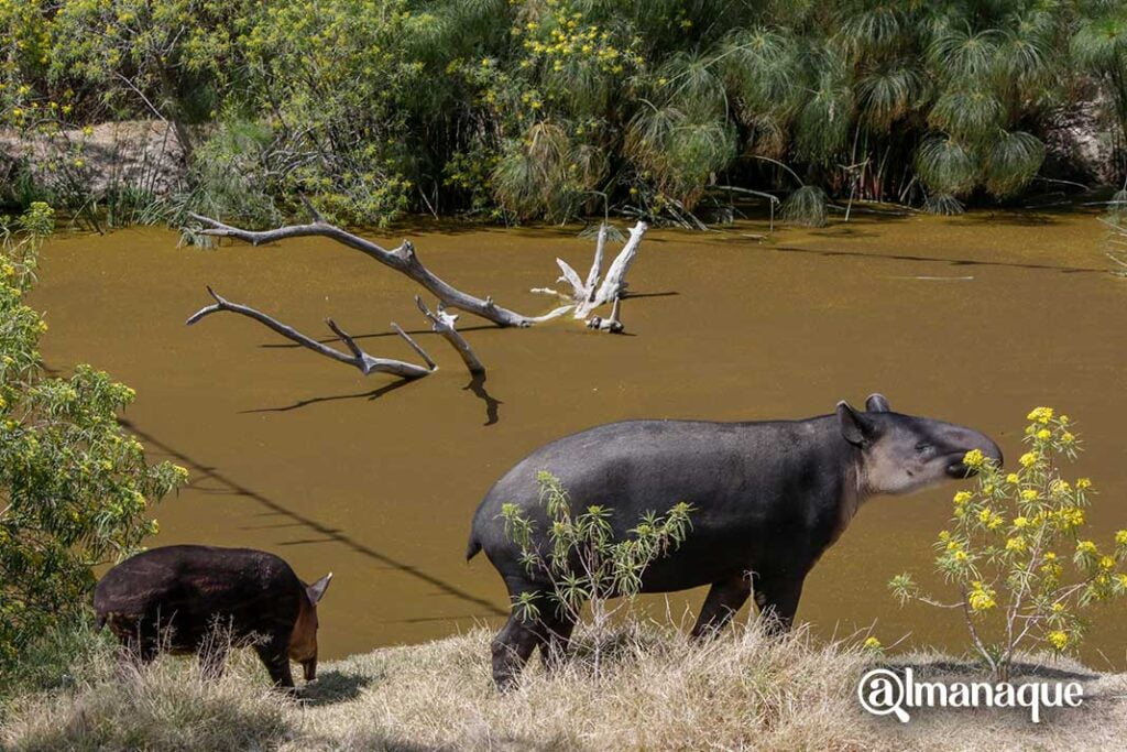 foto tapir 3