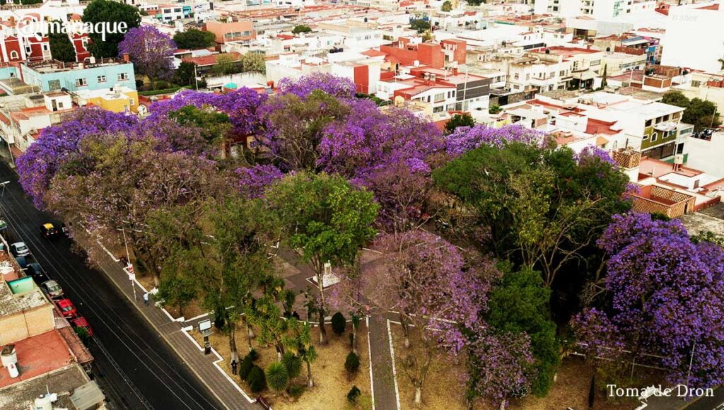 jacarandas5