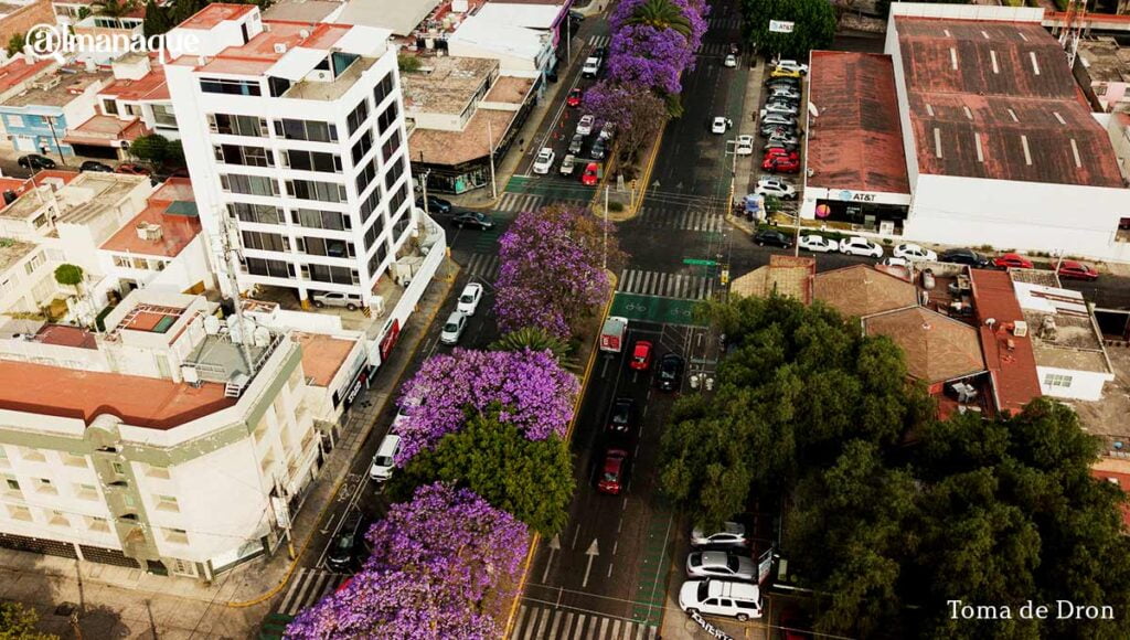 jacarandas7