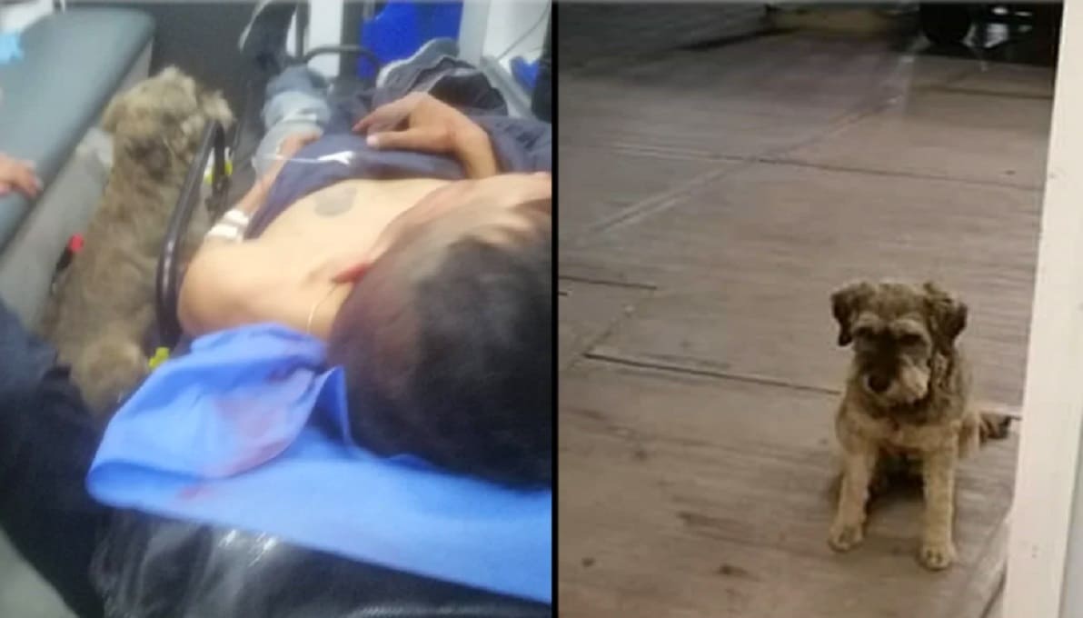 VIDEO: Perrito corre detrás de la ambulancia que trasladaba a su dueño; paramédicos lo dejan subir 2 perrits 1