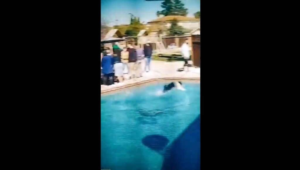 perro sobre la piscina